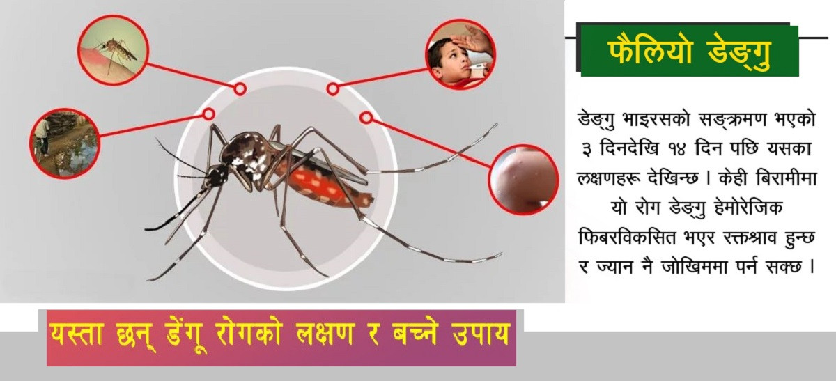 तनहुँमा डेङ्गु सङ्क्रमित ६ हजार बढी पुगे, ४ जनाको मृत्यु